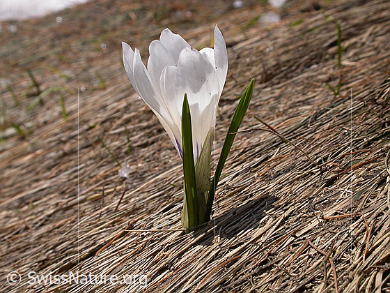 Foto: Frühlings-Krokus 
Lat.: Crocus albiflorus 
Familie: Iridaceae