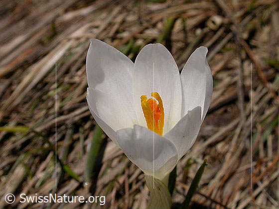 Foto: Frühlings-Krokus 
Lat.: Crocus albiflorus 
Familie: Iridaceae