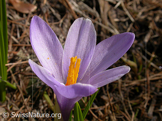 Foto: Frühlings-Krokus 
Lat.: Crocus albiflorus 
Familie: Iridaceae
