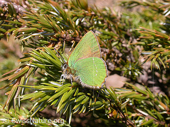 Foto: Brombeerzipfelfalter (Callophrys rubi). Auf Ast sitzend.
Lat.: Callophrys rubi
Familie: Lycaenidae (Bläulinge)