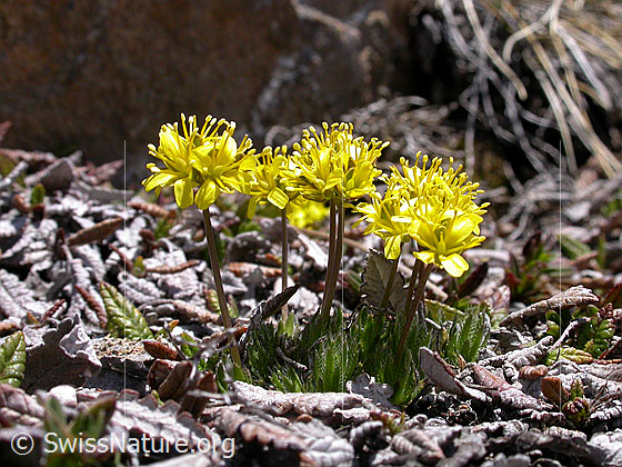 Foto: Immergrünes Felsenblümchen, Blüten 
Lat.: Draba aizoides 
Familie: Brassicaceae
