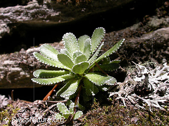 Foto: Blätter des Trauben-Steinbrech 
Lat.: Saxifraga paniculata 
Familie: Saxifragaceae (Steinbrechgewächse)