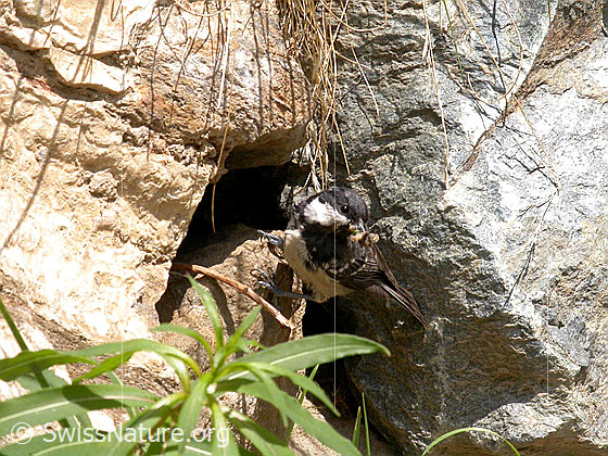 Foto: Tannenmeise bringt Futter für die Jungtiere 
Lat.: Parus ate
Familie: Singvögel