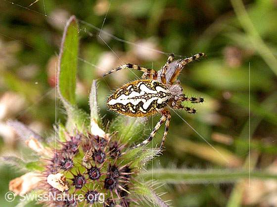 Eichblatt-Radspinne (Aculepeira ceropegia)