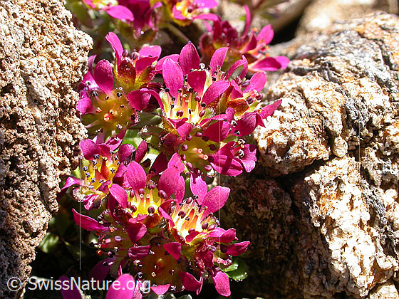 Foto: Zweiblütiger Steinbrech, Blüte 
Lat.: Saxifraga biflora 
Familie: Saxifragaceae (Steinbrechgewächse)