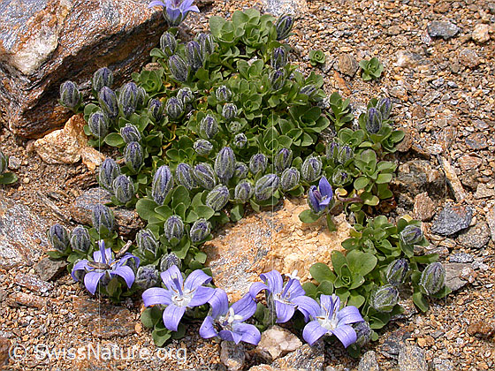 Foto: Mont Cenis-Glockenblume 
Lat.: Campanula cenisia
Familie: Campanulaceae (Glockenblumengewächse)
Gattung: Campanula (Glockenblumen)