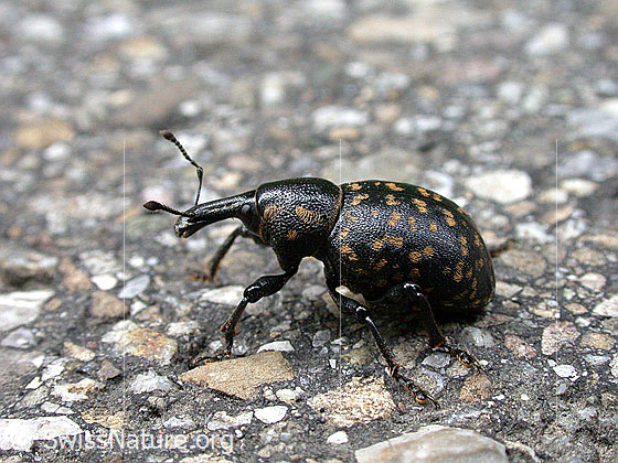 Foto: Kleiner Pestwurzrüssler (Liparus germanus), Länge 12-16mm. Dieser Rüsselkäfer wird auch Deutscher Trägrüssler genannt.
Umgebung: Fahrstrasse, ca. 550m ü.M.
Lat.: Liparus germanus
Familie: Curculionidae (Rüsselkäfer)
Gattung: Liparus