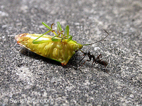 Foto: Grüne Stinkwanze (Palomena prasina) von Ameise überwältigt.