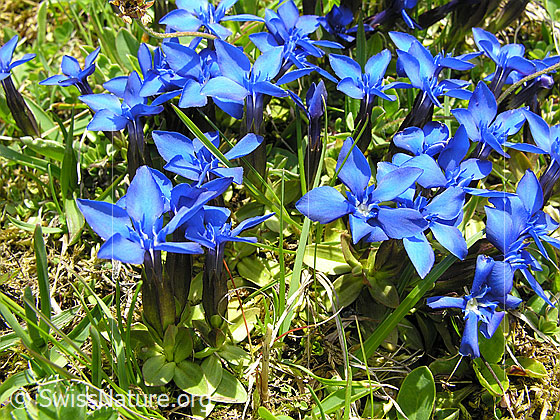 Foto: Frühlings-Enzian, Gruppe
Lat.: Gentiana verna
Familie: Gentiananceae (Enziangewächse)