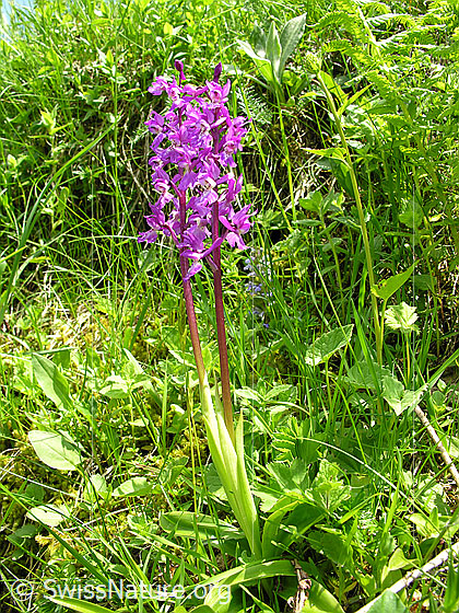 Foto: Männliches Knabenkraut
Lat.: Orchis mascula
Familie: Orchidaceae