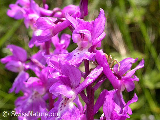 Foto: Männliches Knabenkraut, Blüte
Lat.: Orchis mascula
Familie: Orchidaceae