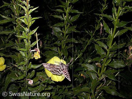 Foto: Windenschwärmer (Agrius convolvuli) an Zweijährige Nachtkerze (Oenothera biennis). Der Schwärmer schwebt vor einer Blüte und saugt Nektar. Ansicht von hinten.
