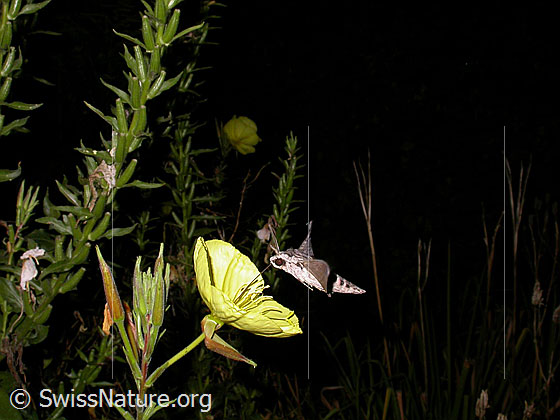 Foto: Windenschwärmer (Agrius convolvuli) an Zweijährige Nachtkerze (Oenothera biennis). Der Schwärmer schwebt vor einer Blüte und saugt Nektar. Ansicht von der Seite.