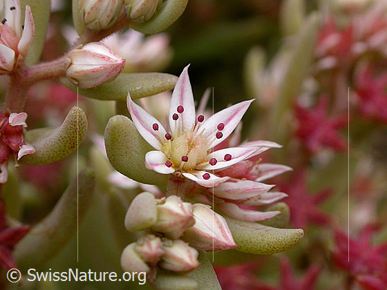 Spanischer Mauerpfeffer (Sedum hispanicum)