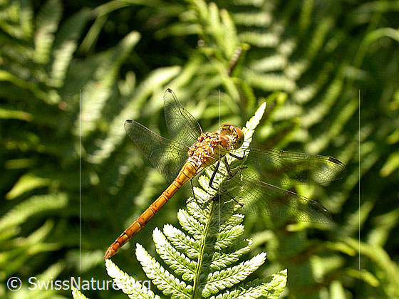 Foto: Wahrscheinlich Grosse Heidelibelle (Sympetrum striolatum). Weibchen. Ganze Libelle. Ansicht von seitlich oben.