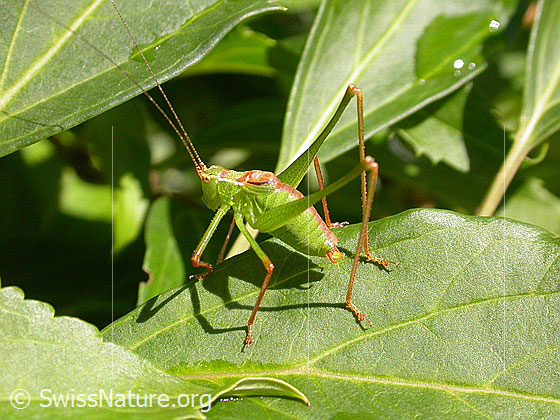 Foto: Gemeine Plumpschrecke (Isophya kraussii)