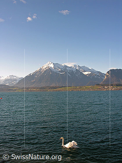 Foto: Thunersee: Niesen und Höckerschwan (Cygnus olor).
Blick über den Thunersee zum Niesen, welcher in der Gipfelregion noch schneebedeckt ist. Im Vordergrund schwimmt ein Schwan im leicht gewellten See.
Lat.: Cygnus olor
Familie: Anatidae (Entenvögel)