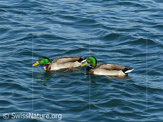 Foto: Zwei Stockenten von leichten Wellen umgeben schwimmen im Thunersee.
Lat.: Anas platyrhynchos
Familie: Wasservögel