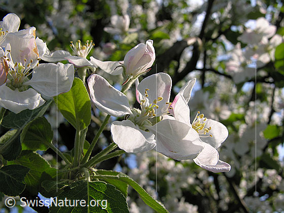 Foto: Blüten des Apfelbaums.
Lat.: Malus domestica
Fam. Rosaceae