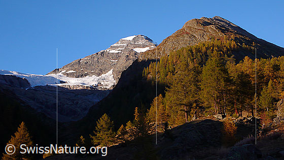 Foto: Lauterbrunnen Breithorn und Inner Talgletscher, Üsser Talgletscher und Streiflicht auf herbstlich gefärbtem Lärchenwald der Fafleralp.