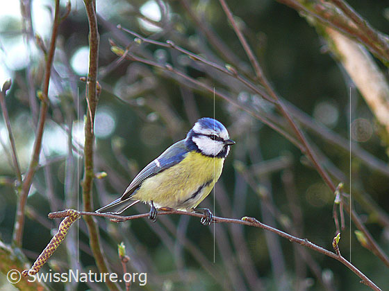 Foto: Blaumeise (Cyanistes caeruleus) in Haselstrauch.