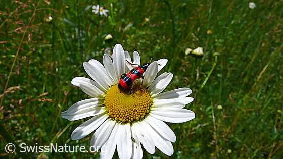 Foto: Gemeiner Bienenkäfer (Trichodes apiarius) auf  Gewöhnlicher Wiesen-Margerite (Leucanthemum vulgare). Wird auch Bienenwolf genannt.