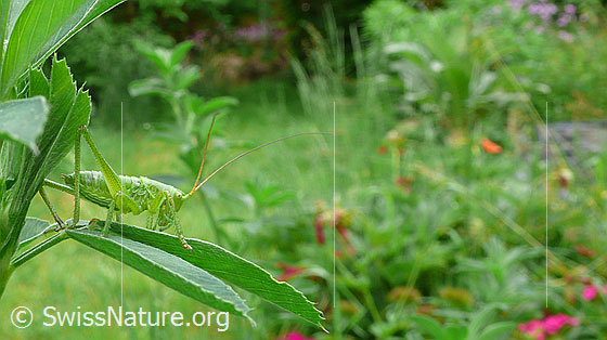 Foto: Grünes Heupferd (Tettigonia viridissima) im Garten.