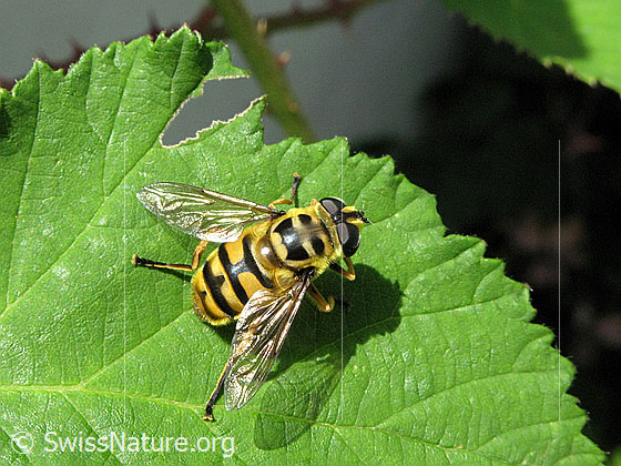 Foto: Totenkopfschwebfliege (Myathropa florea) auf grünem Blatt sitzend. Wird auch Gemeine Dolden-Schwebfliege gennannt.
