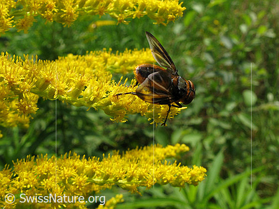 Foto: Phasia hemiptera (Männchen, Raupenfliege) auf Kanadischer Goldrute (Solidago canadensis). Wird auf Deutsch ab und zu Wanzenfliege genannt.