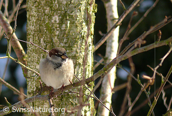 Foto: Haussperling (Passer domesticus) auf Zweig einer Birke sitzend.