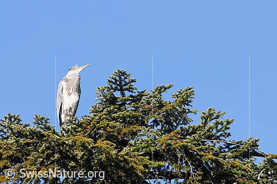 Foto: Reiher (Ardea cinerea) auf Tannenast sitzend.
Umgebung: Waldgebiet in einer Höhe von ca. 780m ü.M.
Graureiher
Lat.: Ardea cinerea
Familie: Ardeidae (Reiher)