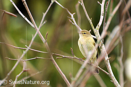 Foto: Zilpzalp (Phylloscopus collybita). Im Gebüsch sitzend.