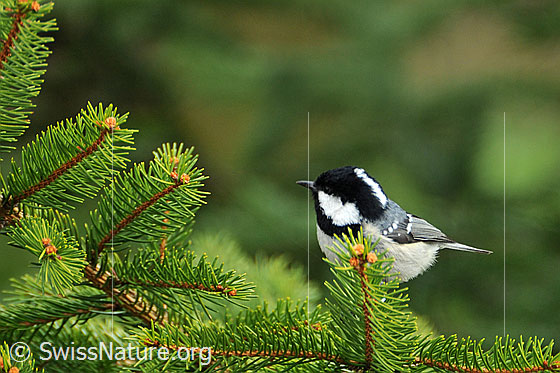 Foto: Tannenmeise (Periparus ater) auf Tannenzweig sitzend.