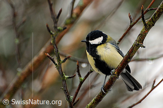 Foto: Kohlmeise (Parus major) auf Zweig sitzend.