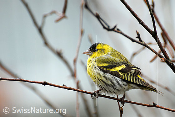 Foto: Erlenzeisig (Carduelis spinus). Männchen