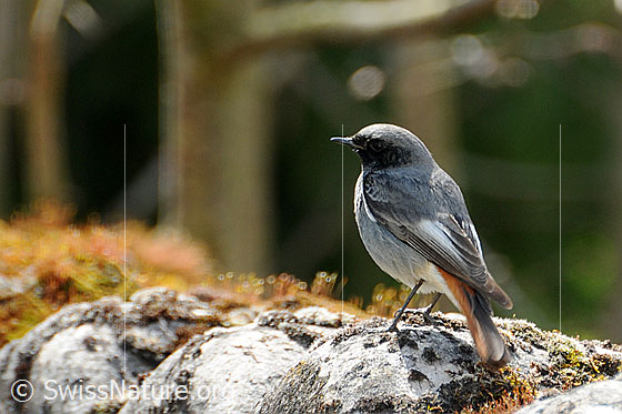 Foto: Hausrotschwanz (Phoenicurus ochruros). Männchen
