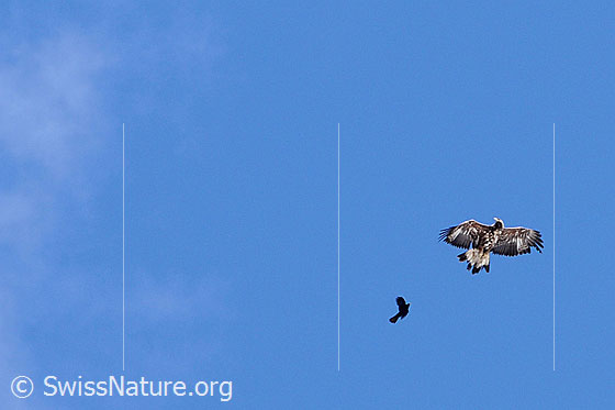 Foto: Adler und Dohle im Flug. Die Dohle verteidigt ihr Revier.
Lat.: Aquila chrysaetos
Familie: Greifvögel