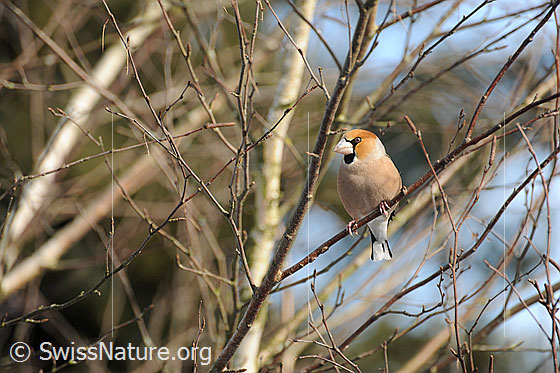 Foto: Kernbeisser (Coccothraustes coccothraustes) auf einem Zweig sitzend.