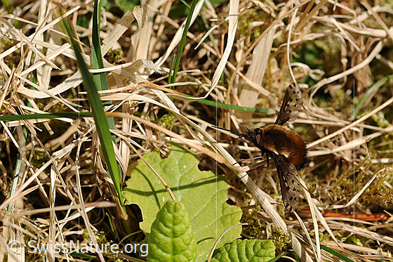 Foto: Gefleckter Wollschweber (Bombylius discolor)