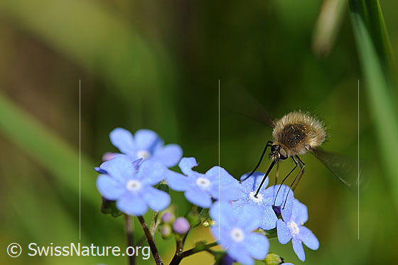 Foto: Grosser Wollschweber (Bombylius major) auf Kaukasusvergissmeinnicht (Brunnera macrophylla) beim Saugen von Nektar.
