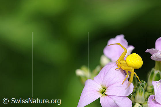 Foto: Veränderliche Krabbenspinne (Misumena vatia) auf Blüte einer Gemeinen Nachtviole (Hesperis matronalis). Weibchen. Ansicht von seitlich vorne.