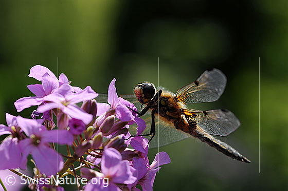 Foto: Libelle an Blütendolde.
Vierfleck (Libellula quadrimaculata)