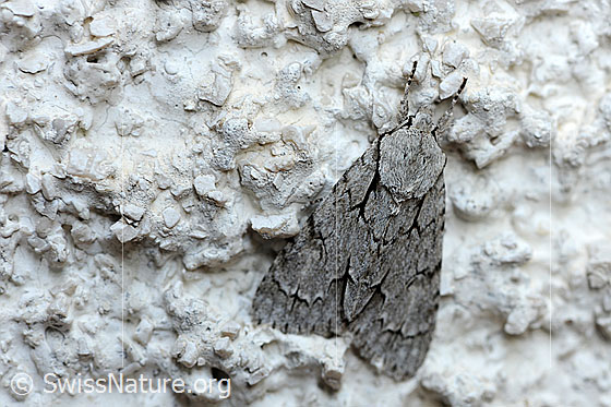 Foto: Pfeileule (Acronycta psi)