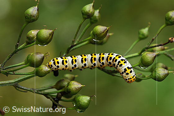 Foto: Brauner Mönch (Cucullia verbasci), Raupe. Wird auch Königskerzen-Mönch genannt.