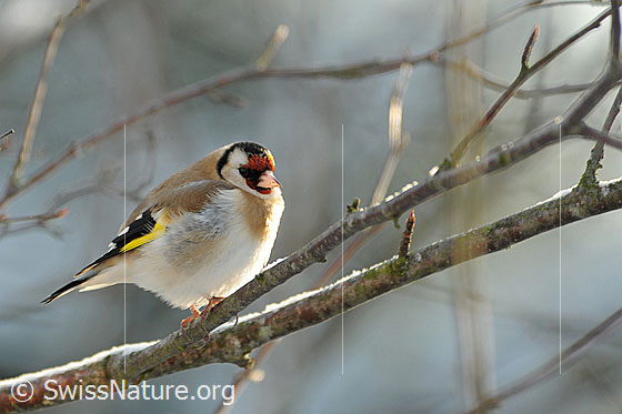 Foto: Distelfink (Carduelis carduelis) auf Ast sitzend.