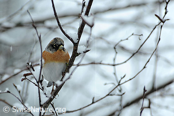 Foto: Bergfink (Fringilla montifringilla) auf verschneitem Zweig sitzend.
