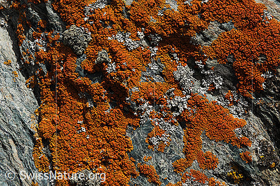Foto: Schmallappige Gelbflechte
Lat.: Xanthoria elegans
Familie: Teloschistaceae