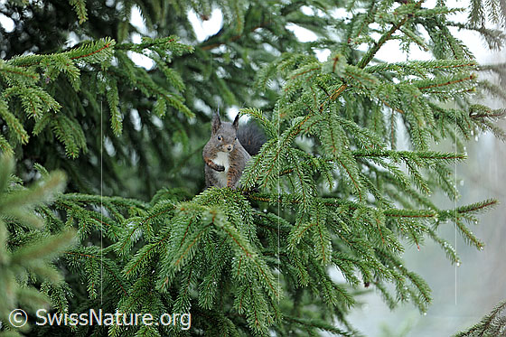 Foto: Eichhörnchen (Sciurus vulgaris) auf Ast einer Tanne sitzend.