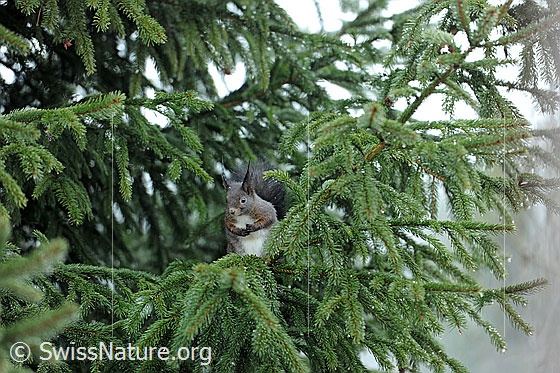 Foto: Eichhörnchen (Sciurus vulgaris) auf Tannenast.