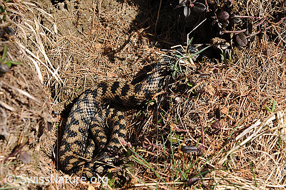 Foto: Aspisviper (Vipera aspis) beim Sonnenbaden.
Lat.: Vipera aspis
Familie: Viperidae (Vipern)
Unterfamilie: Viperinae (Echte Vipern)
Gattung: Vipera (Echte Ottern)